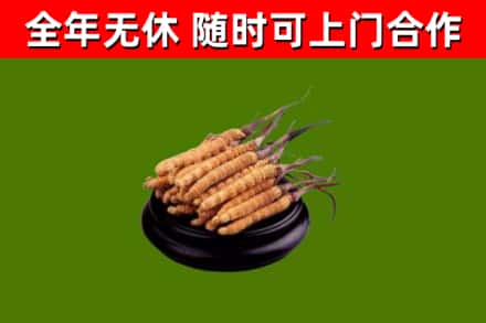 七台河回收冬虫夏草