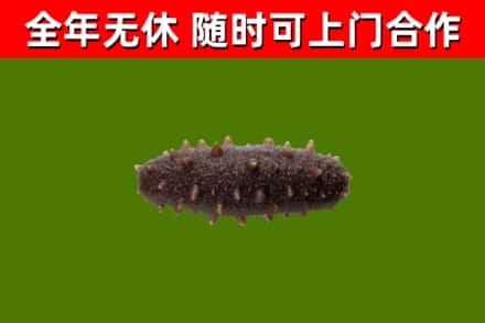 七台河回收海参干